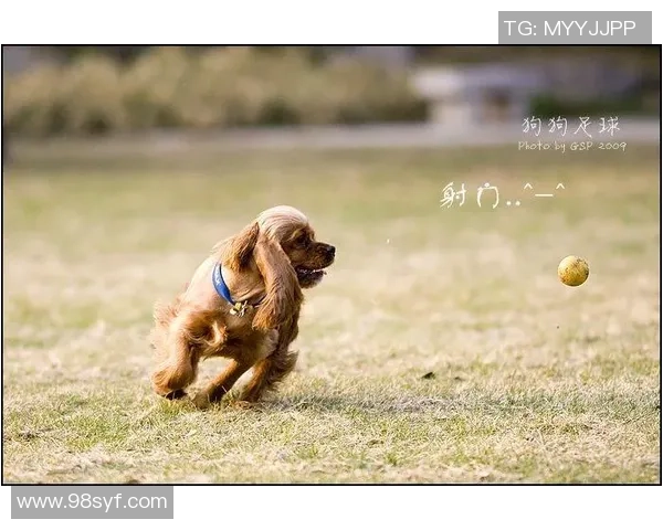 狗狗足球心：探索宠物与运动的完美结合与快乐互动